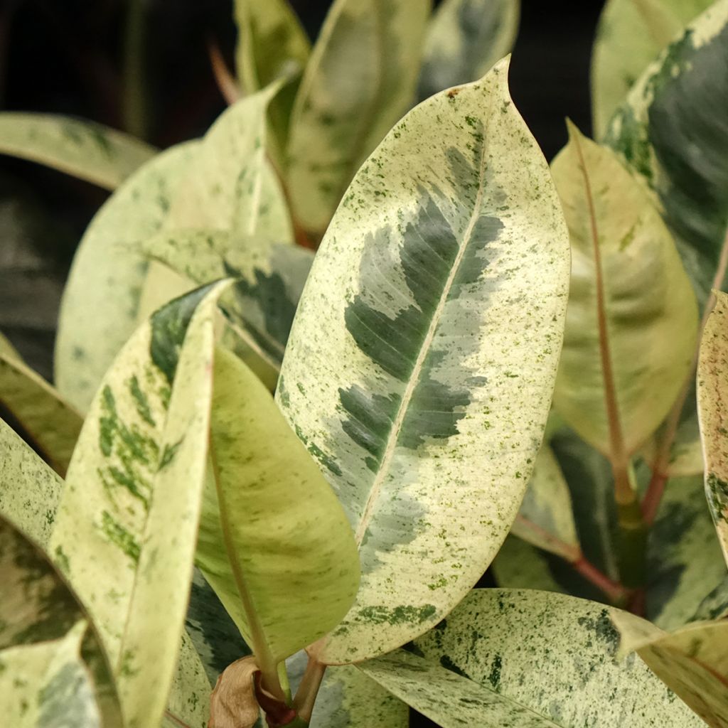 Ficus Shivereana - Gummibaum