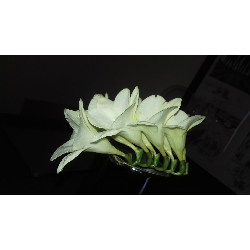 Freesia