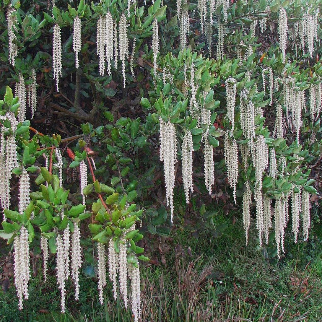 Garrya elliptica - Spalier-Becherkätzchen
