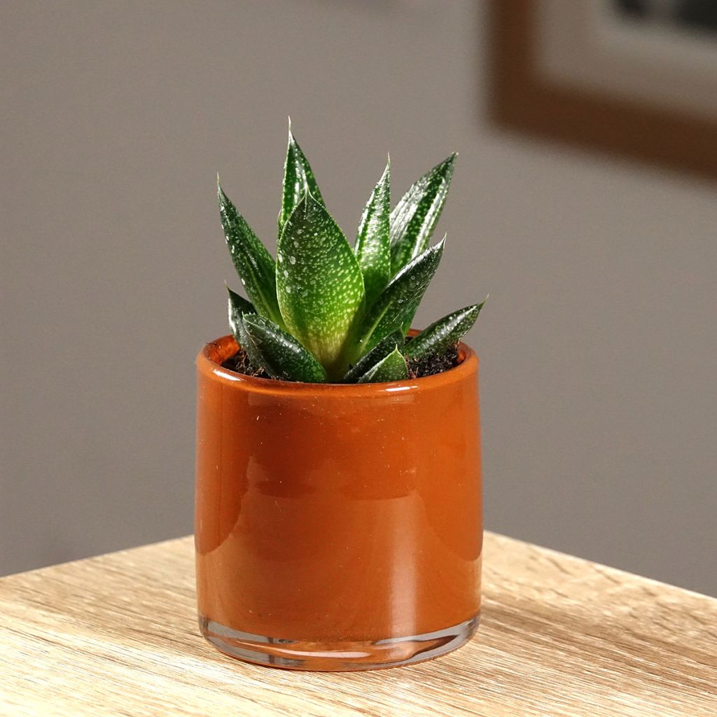Gasteria D. Due