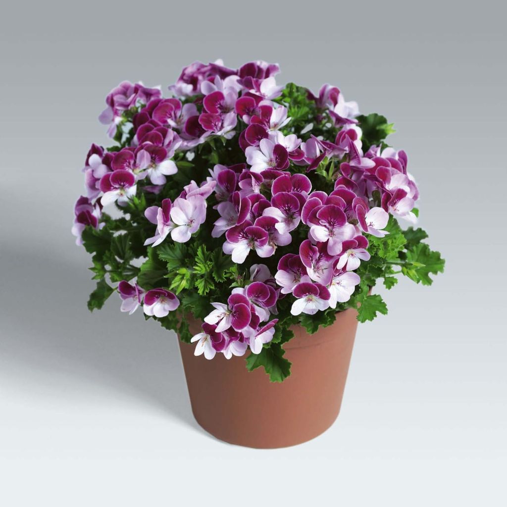 Englische Geranie Angel Eyes Bicolor Purple White - Pelargonium