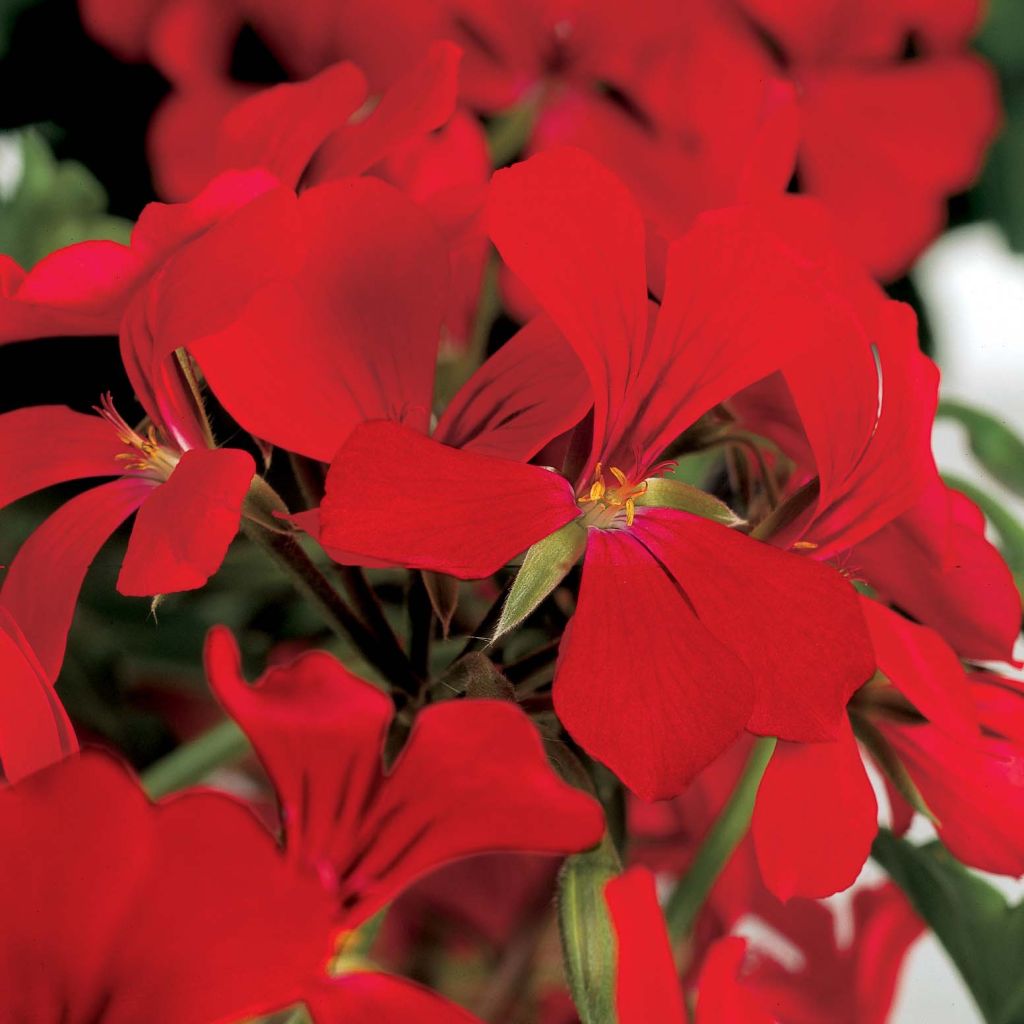 Hängegeranie Rainbow Red - Pelargonium