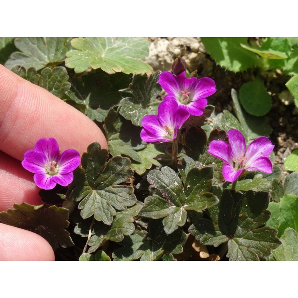 Geranium oxonianum Orkney Cherry - Oxford-Storchschnabel