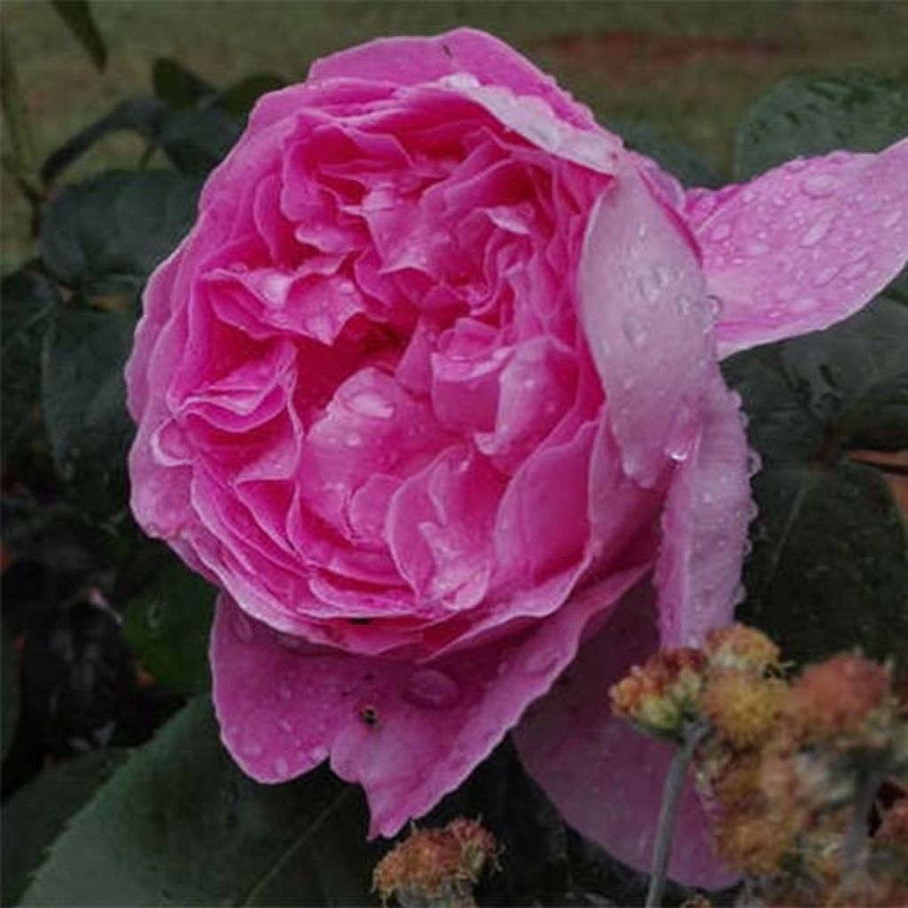 Rosa Young Lycidas - Englische Rose
