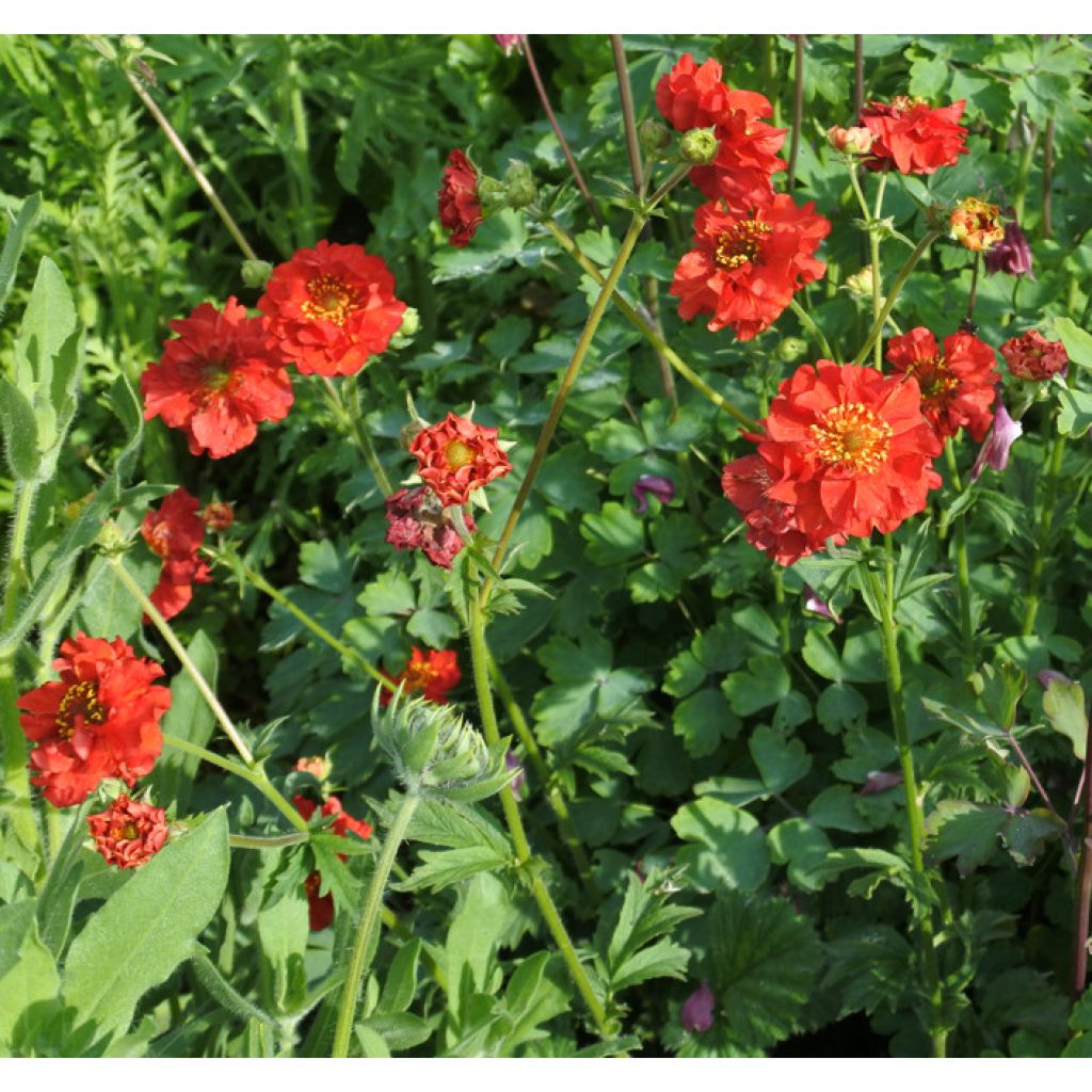 Geum chiloense Mrs Bradshaw - Chilenische Nelkenwurz