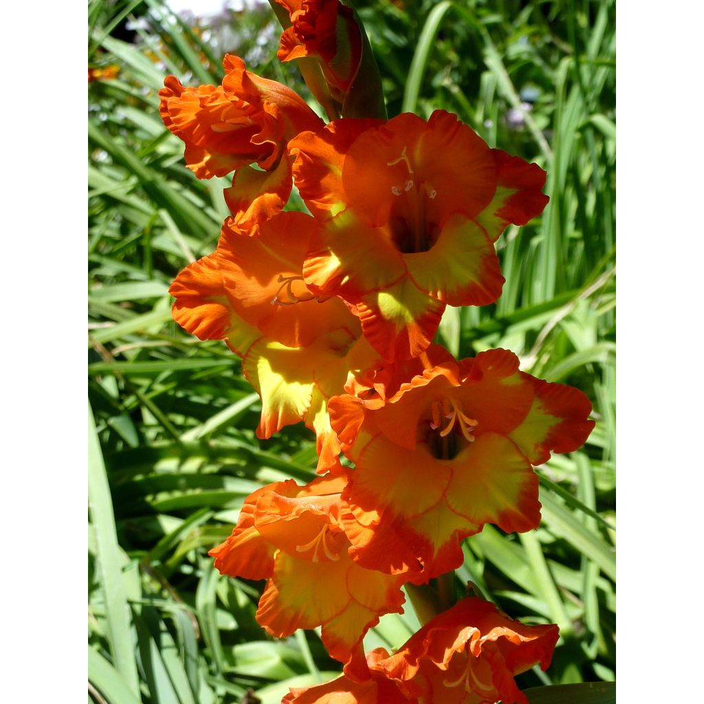 Großblütige Gladiole Princess Margaret Rose - Gladiolus