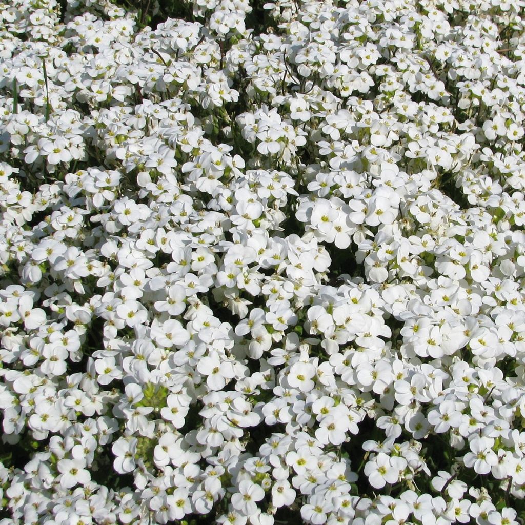 Arabis caucasica Snowball (samen) - Kaukasische Gänsekresse