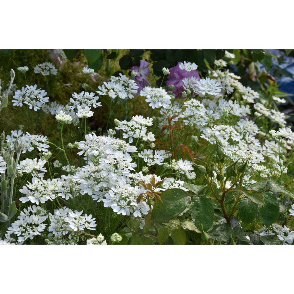 Orlaya grandiflora (Samen) - Strahlen-Breitsame