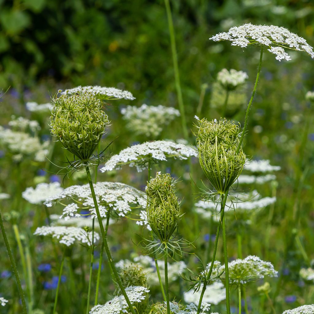 Möhre - Daucus carota