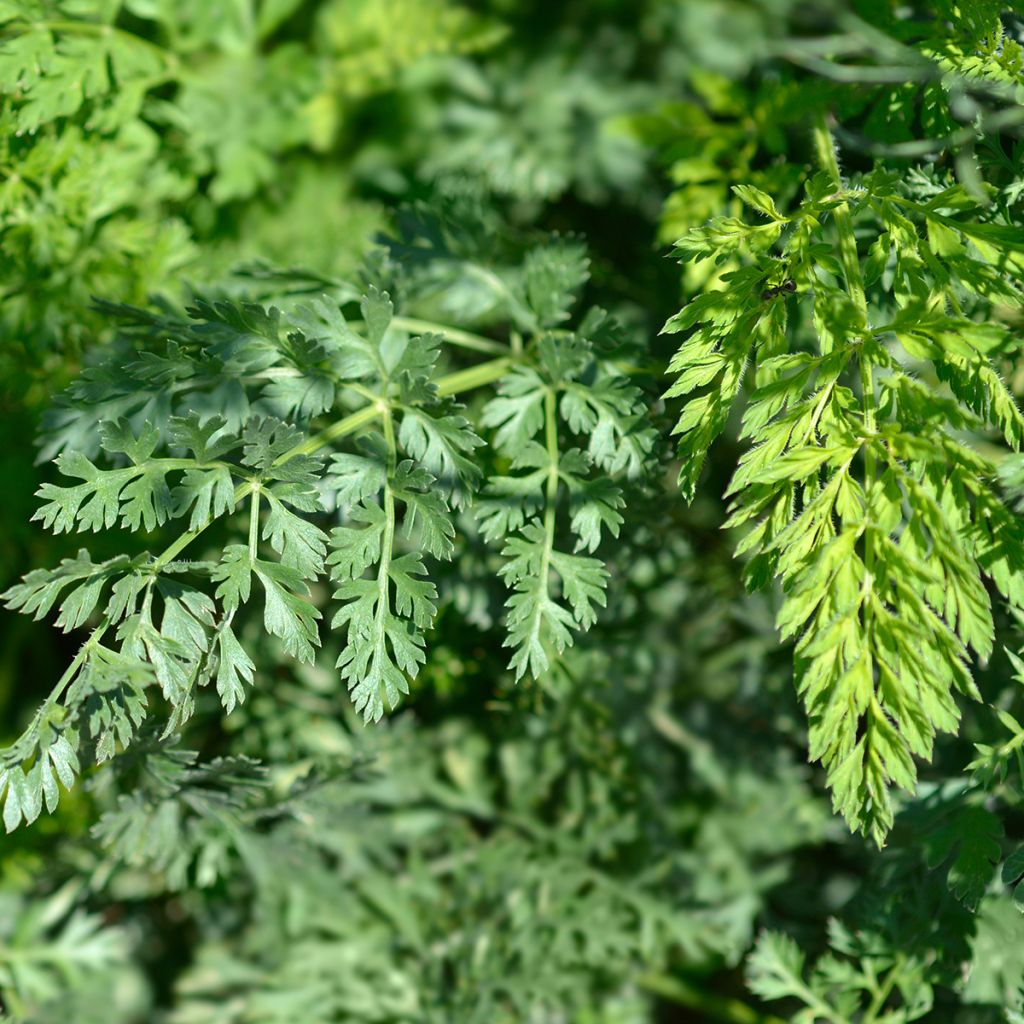 Möhre - Daucus carota