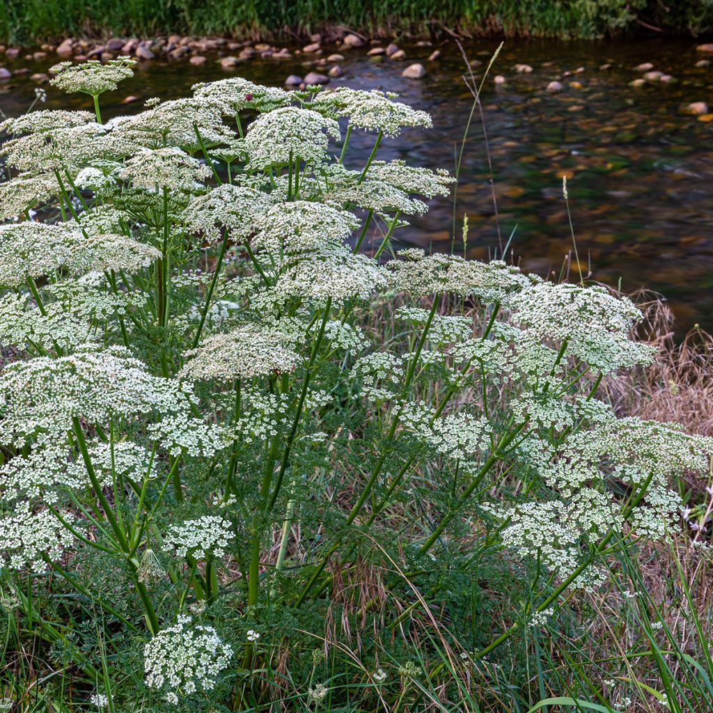 Möhre - Daucus carota