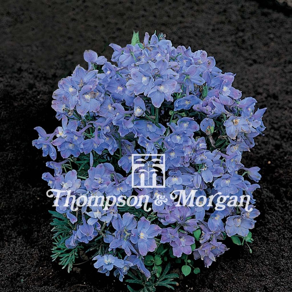 Garten-Rittersporn Summer Blues (Samen) - Delphinium grandiflorum