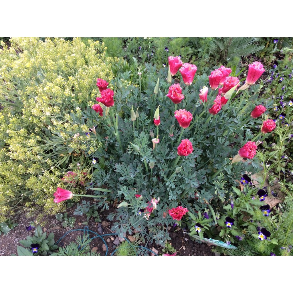 Goldmohn Color Champagne and Roses (Samen) - Eschscholzia californica