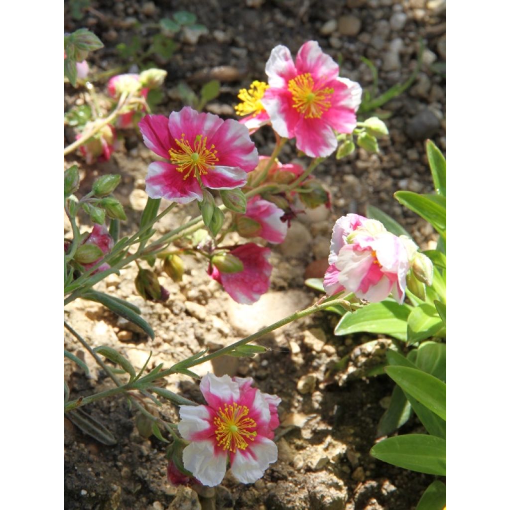 Sonnenröschen Raspberry Ripple - Helianthemum