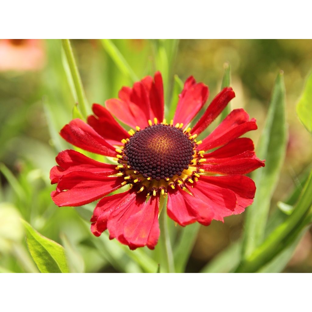 Sonnenbraut Kupferswerg - Helenium