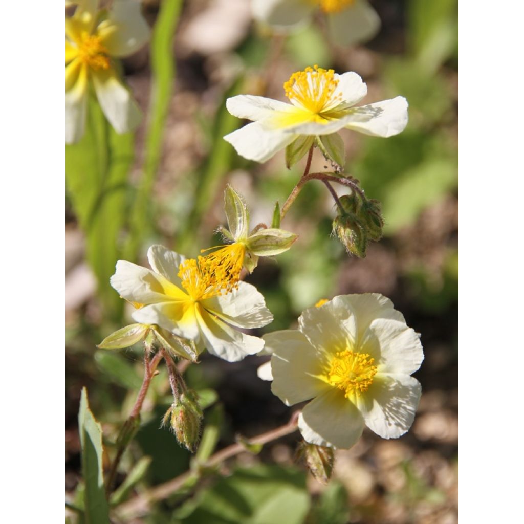 Sonnenröschen Elfenbeinglanz - Helianthemum