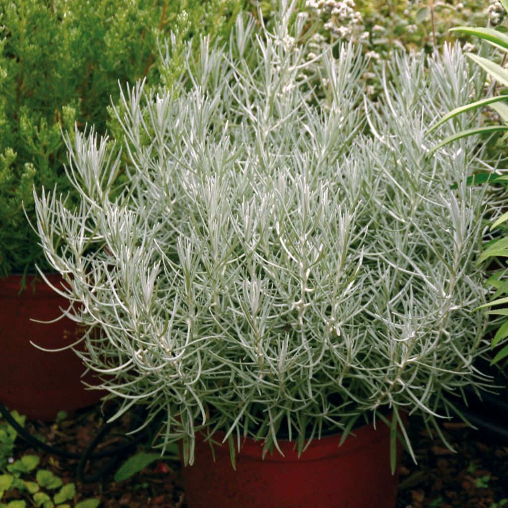 Strohblume Bio Pflanzen - Helichrysum italicum