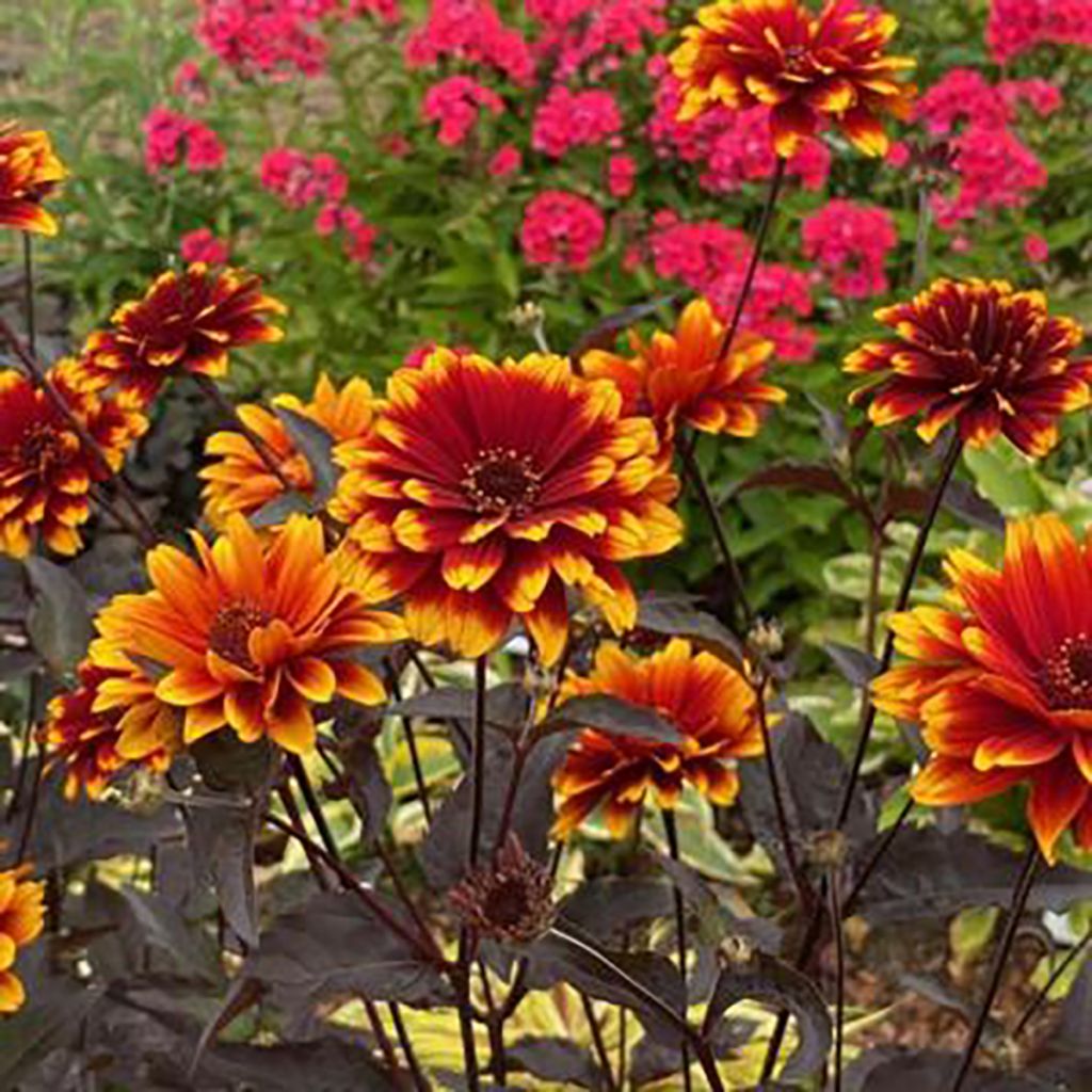 Heliopsis helianthoides Bonfire Sunset (samen) - Sonnenauge