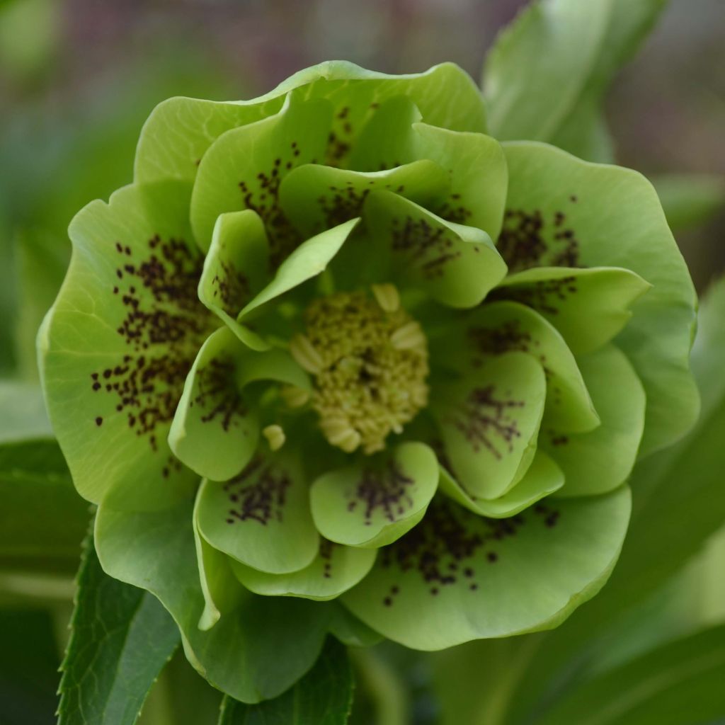 Helleborus orientalis Double Green Spotted