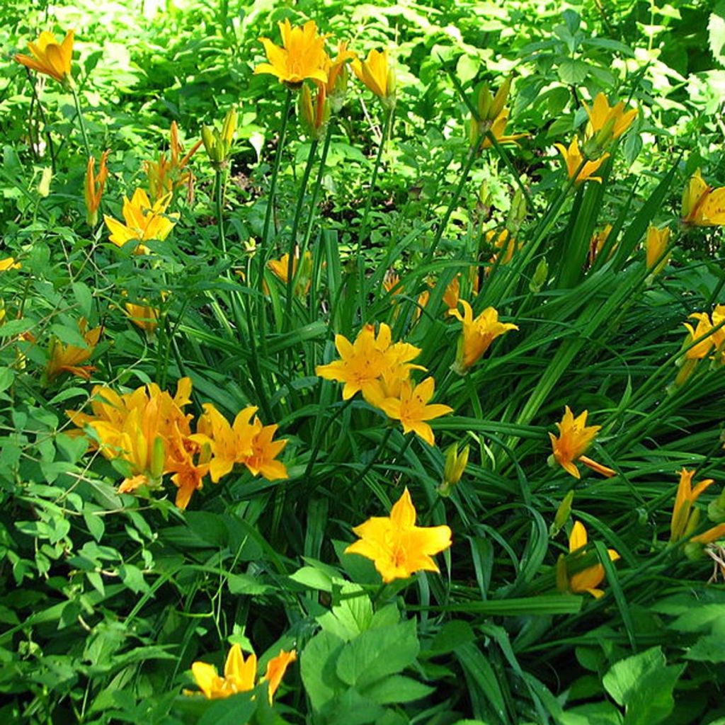 Hemerocallis middendorffii - Taglilie