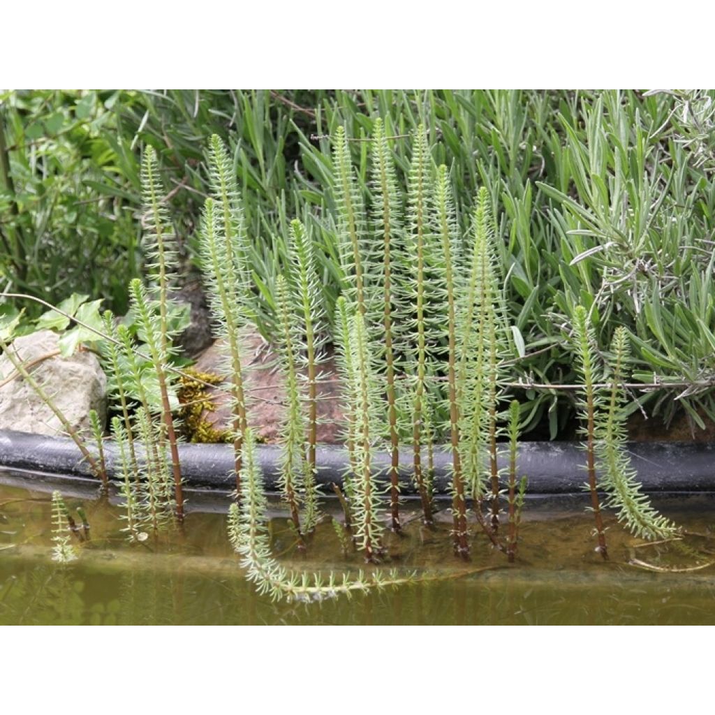 Hippuris vulgaris - Tannenwedel