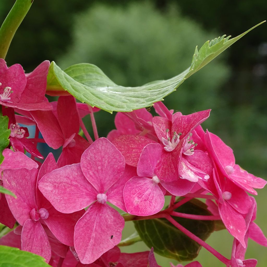 Hydrangea macrophylla Constellation - Bauernhortensie
