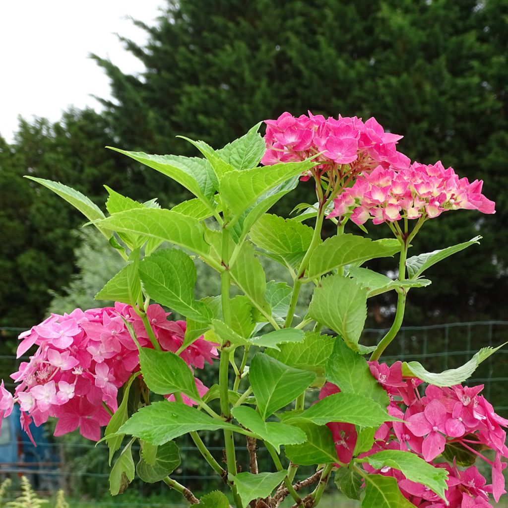 Hydrangea macrophylla Constellation - Bauernhortensie