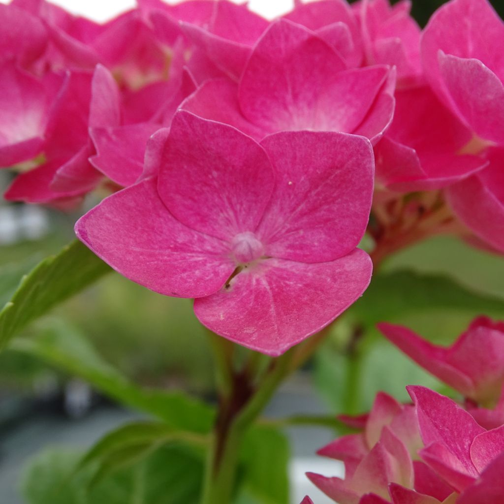 Hydrangea macrophylla Constellation - Bauernhortensie
