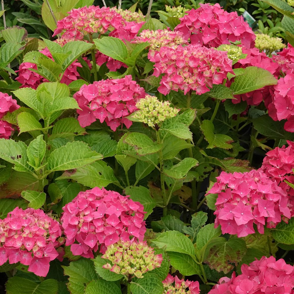 Hydrangea macrophylla Glowing Amber - Bauernhortensie