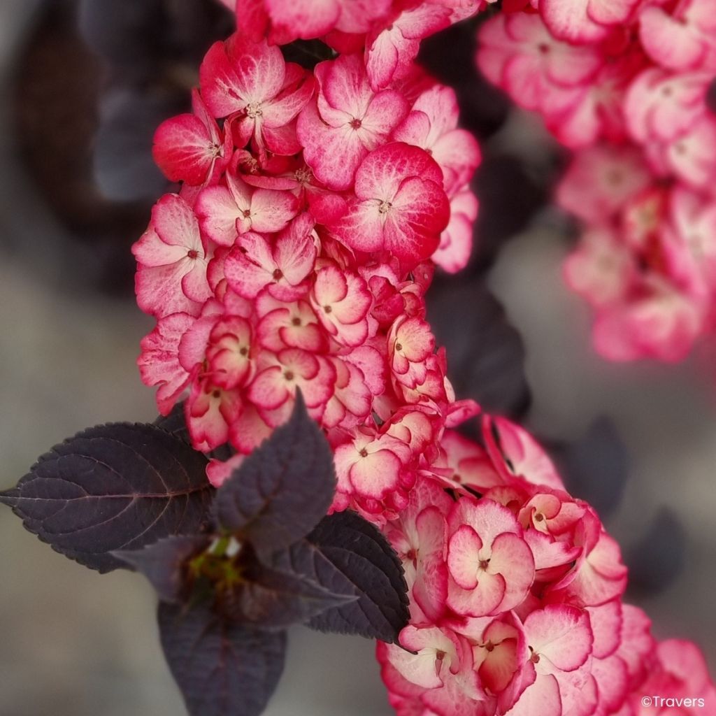 Hydrangea macrophylla x serrata Black Velvet Darbi - Bauernhortensie