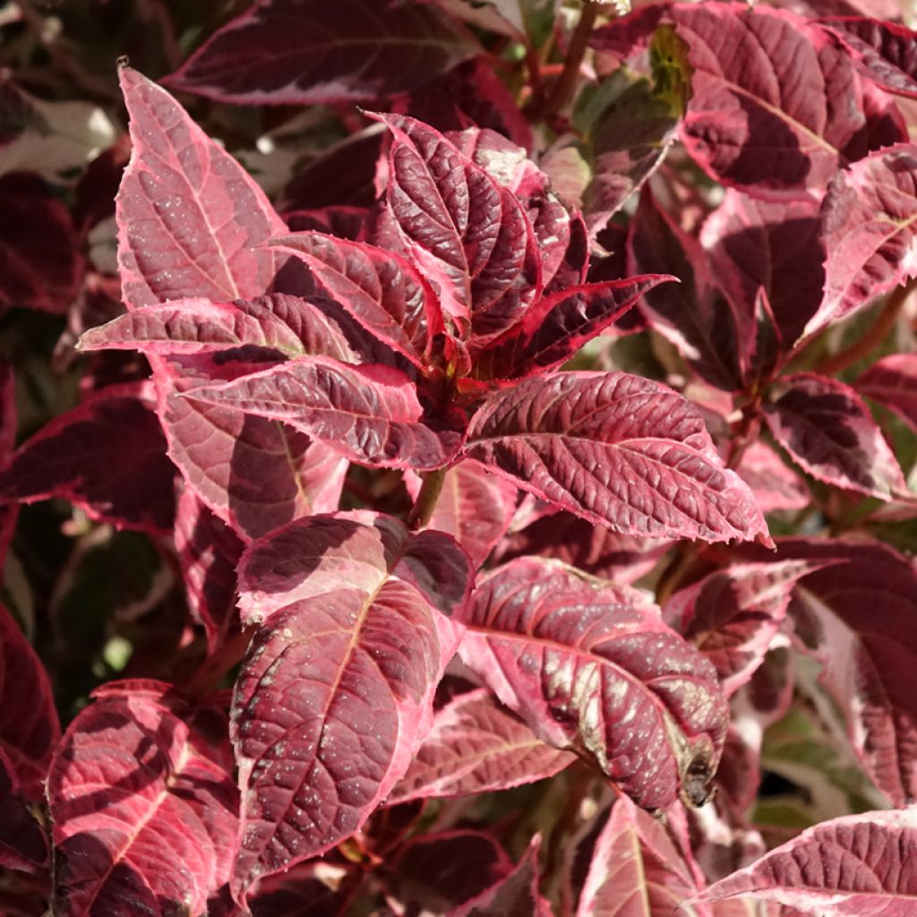 Hydrangea serrata Euphoria Pink - Tellerhortensie