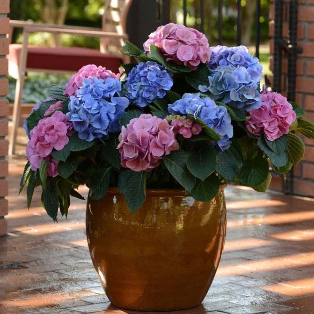 Hydrangea macrophylla L.A Dreamin - Bauernhortensie