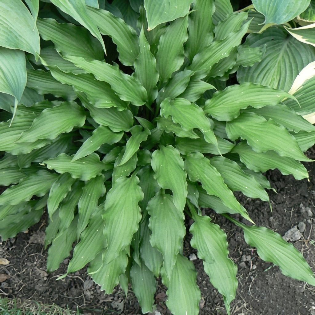 Hosta Atomic Elvis - Garten-Funkie
