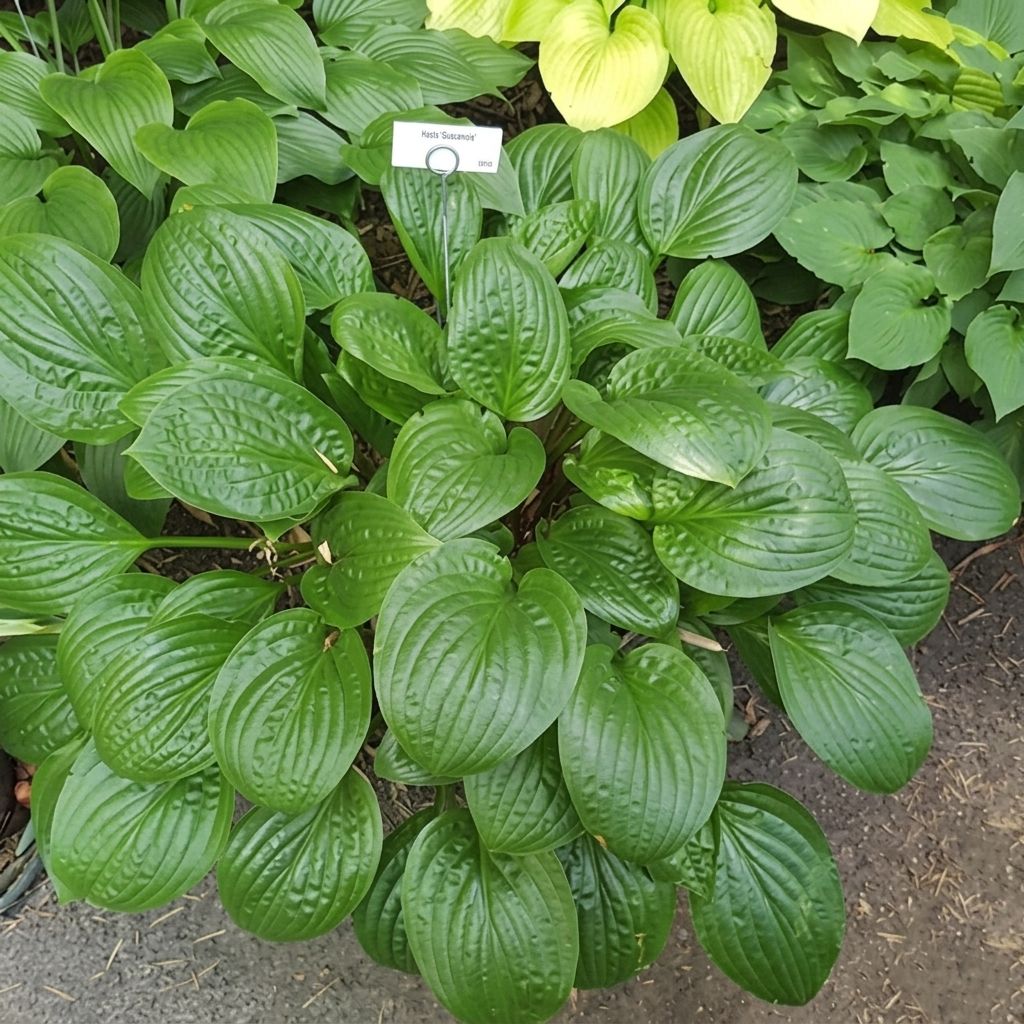 Hosta Celtic Uplands - Garten-Funkie
