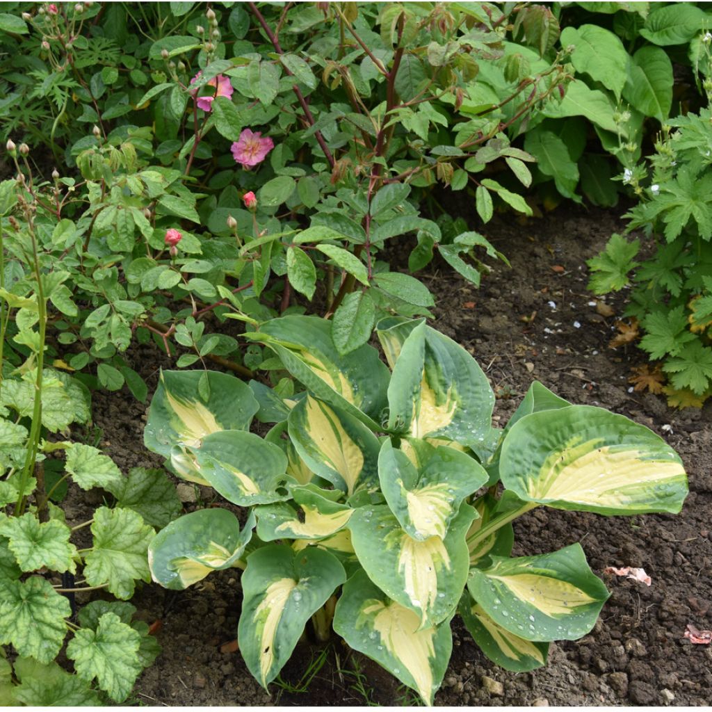 Hosta Great Expectations - Garten-Funkie