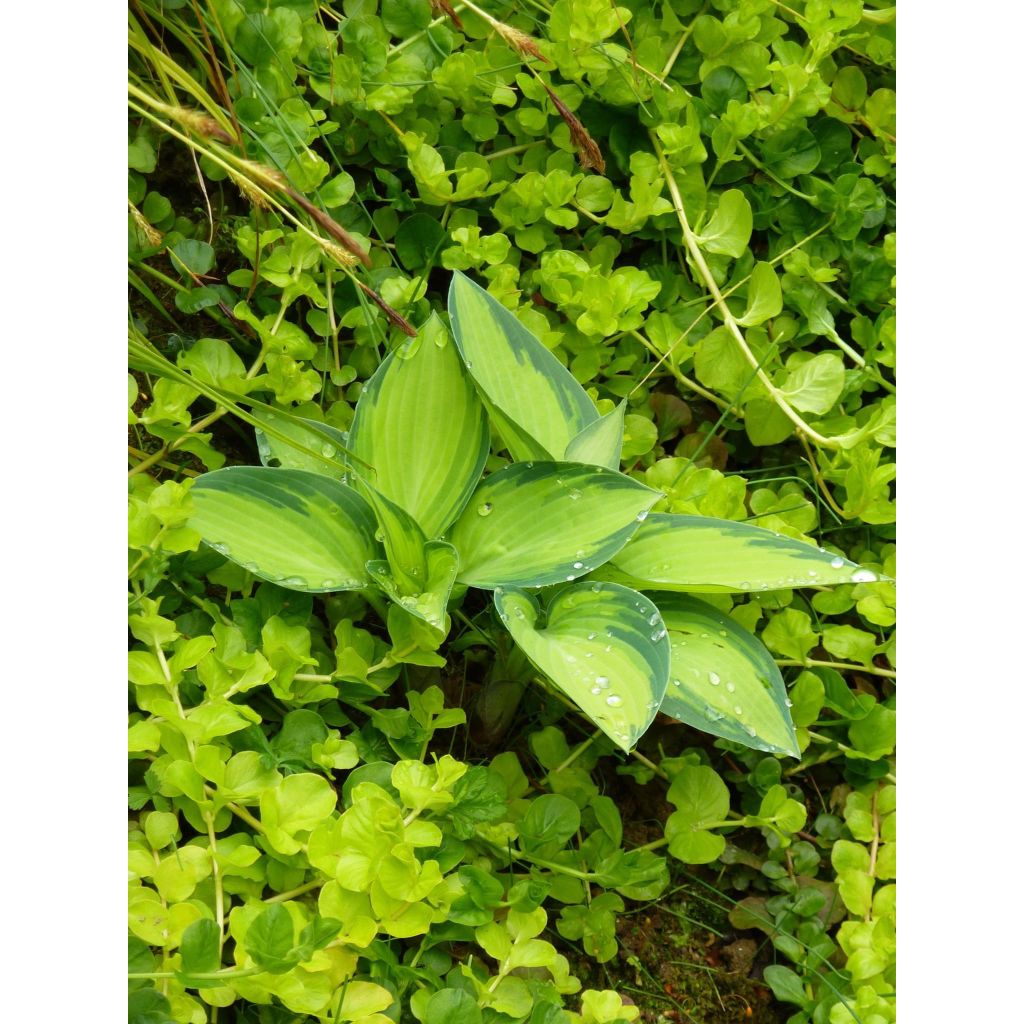 Hosta tardiana June - Garten-Funkie