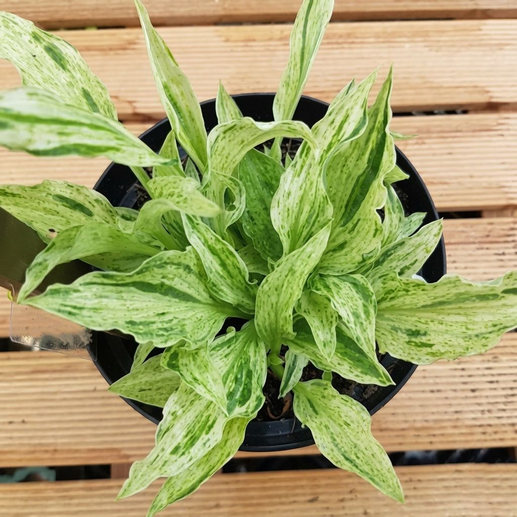 Hosta London Fog - Garten-Funkie