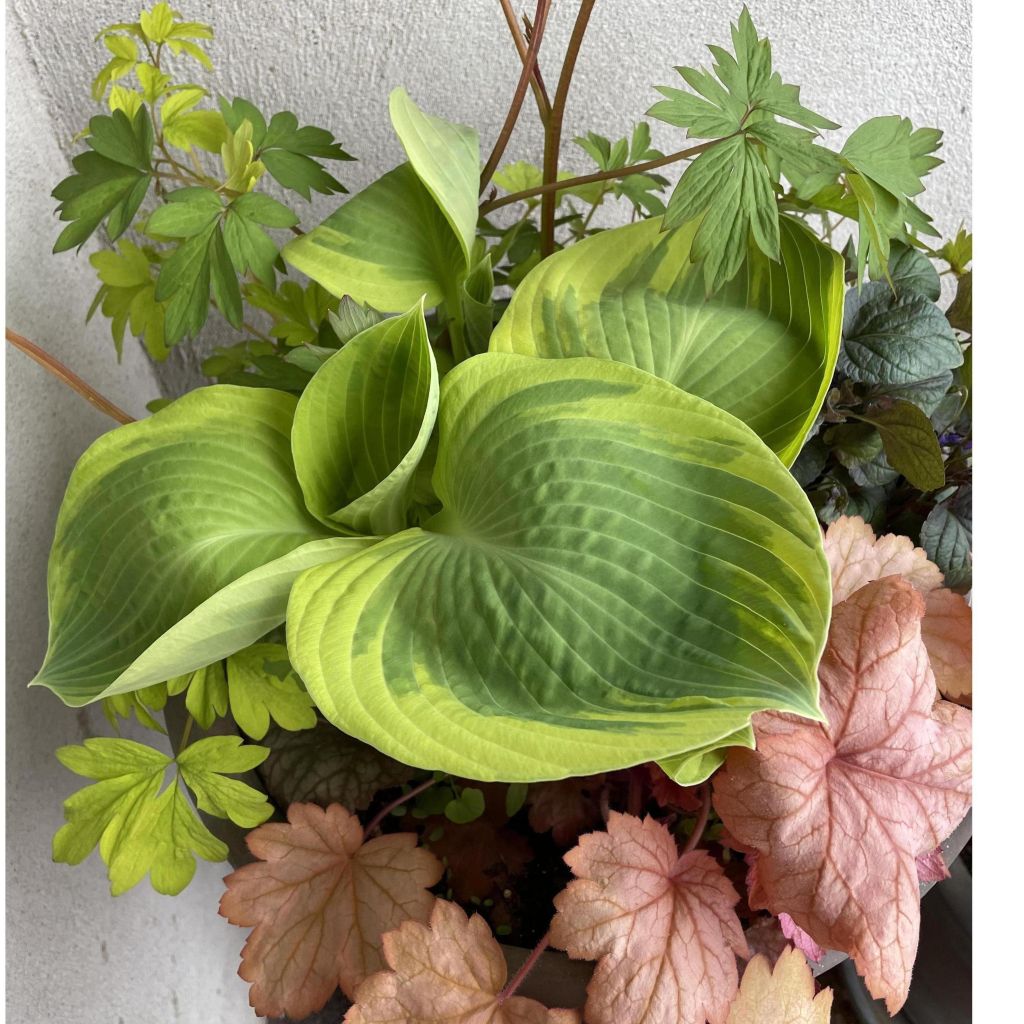 Hosta Orion's Belt - Garten-Funkie