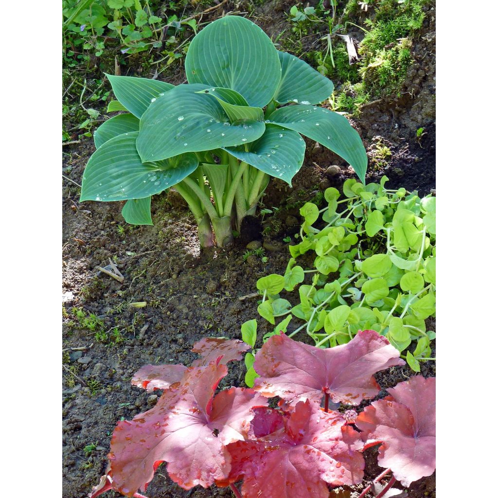 Hosta tardiana Halcyon - Garten-Funkie