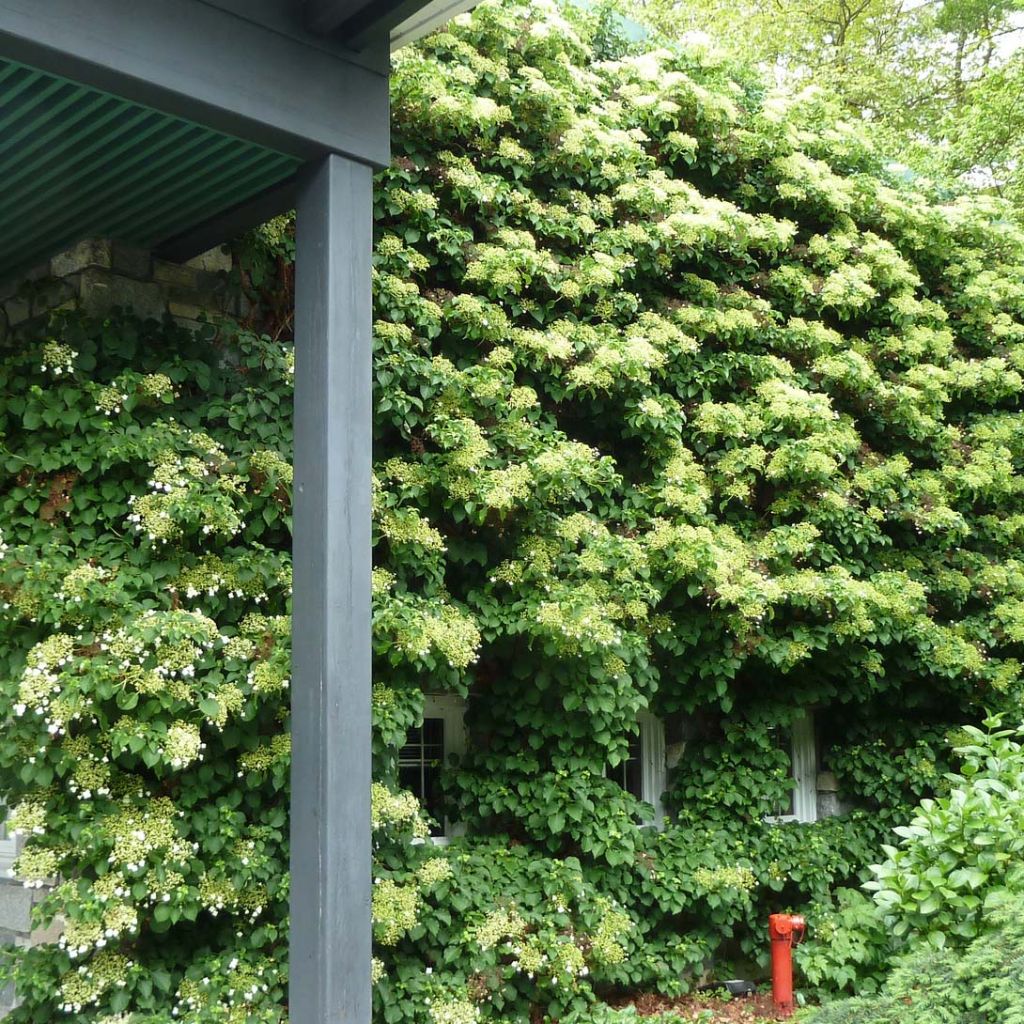 Hydrangea anomala ssp. petiolaris - Kletter-Hortensie