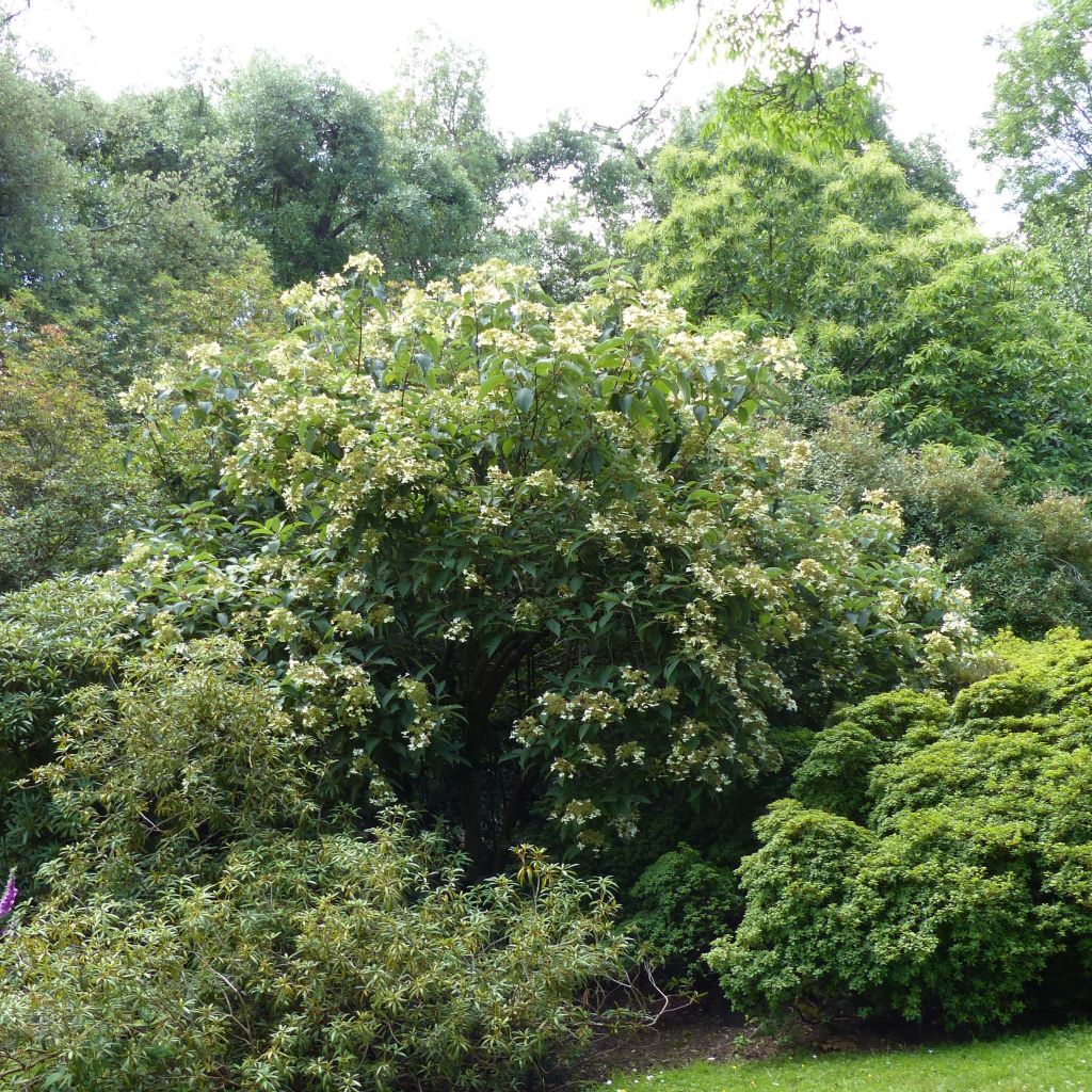 Hydrangea heteromalla - Chinesische Hortensie