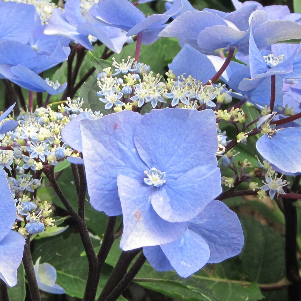 Hydrangea macrophylla Zorro Blue - Bauernhortensie