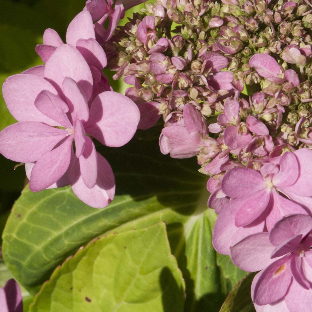 Hydrangea macrophylla You and Me Forever - Bauernhortensie