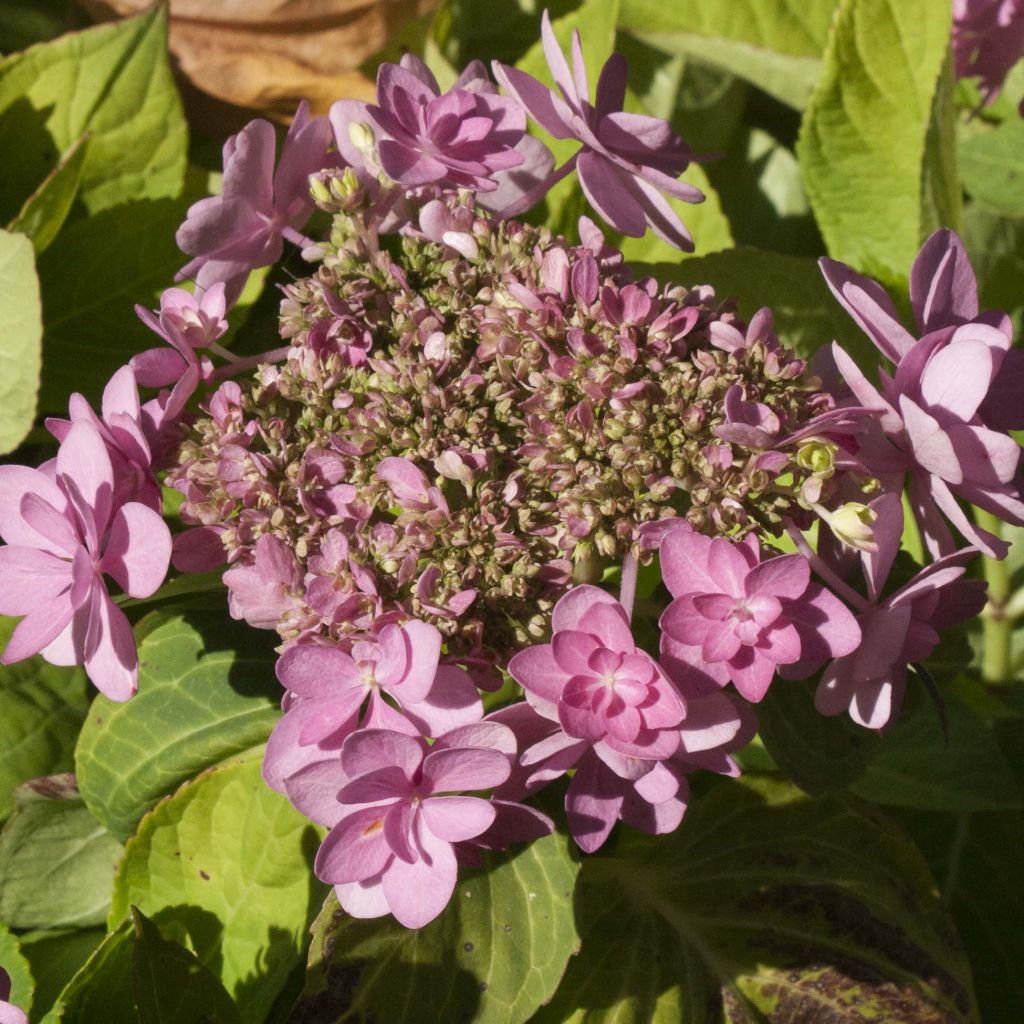Hydrangea macrophylla You and Me Forever - Bauernhortensie