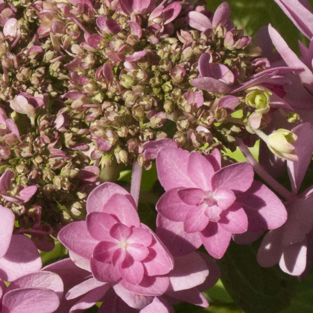 Hydrangea macrophylla You and Me Forever - Bauernhortensie