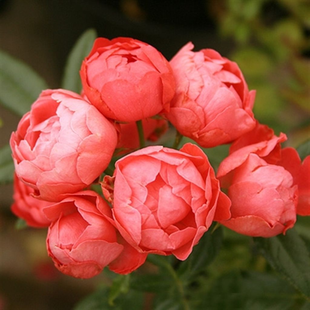 Rosa polyantha Orange Morsdag - Zwerg-Parkrose
