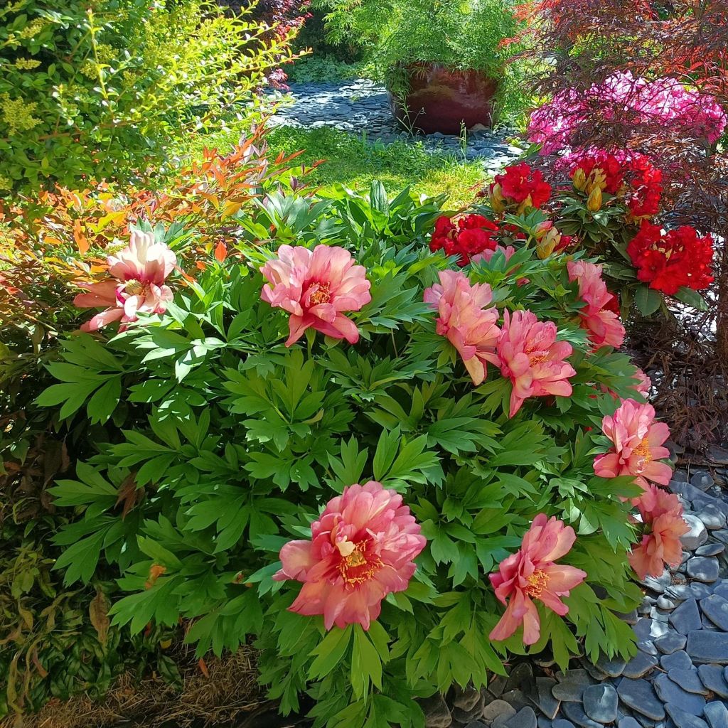 Paeonia Itoh Hillary