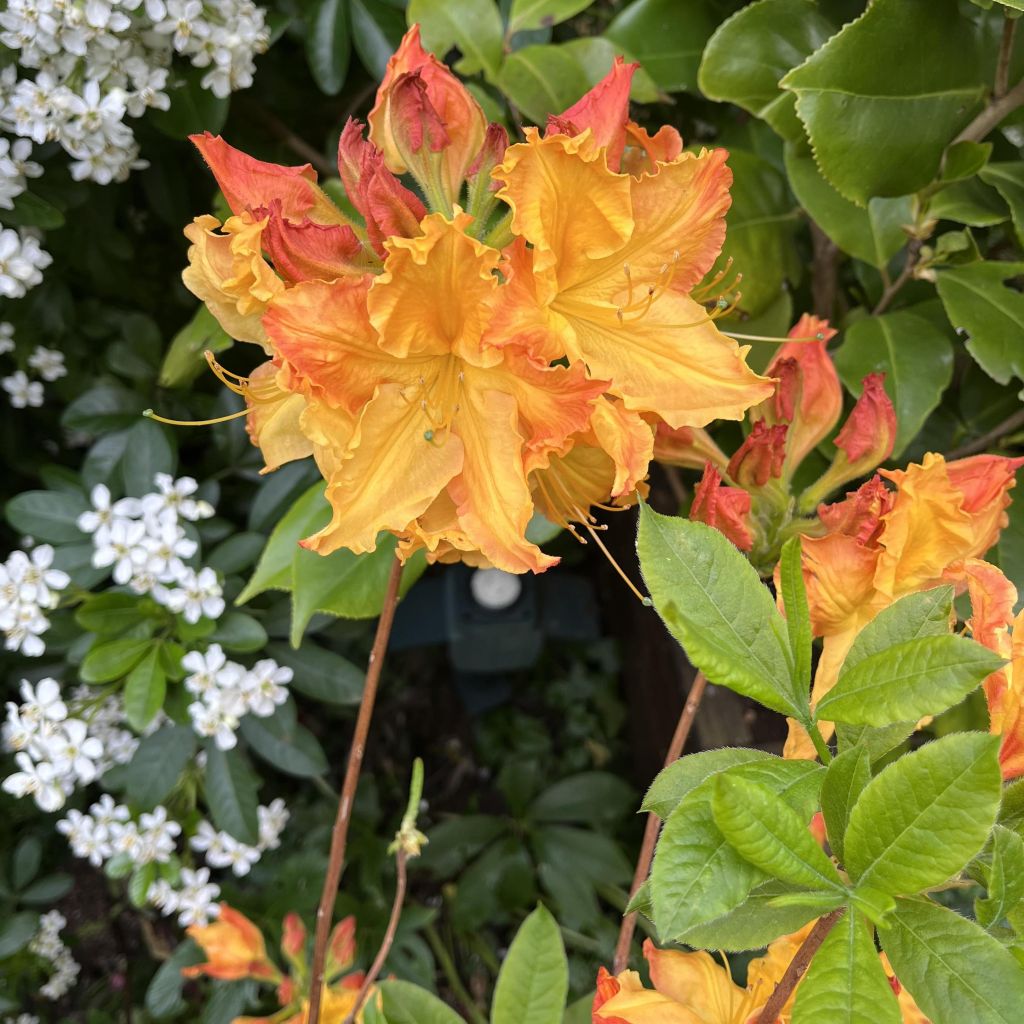 Sommergrüne Azalee Demoiselles de Boutiguery Idylla - Azalea mollis