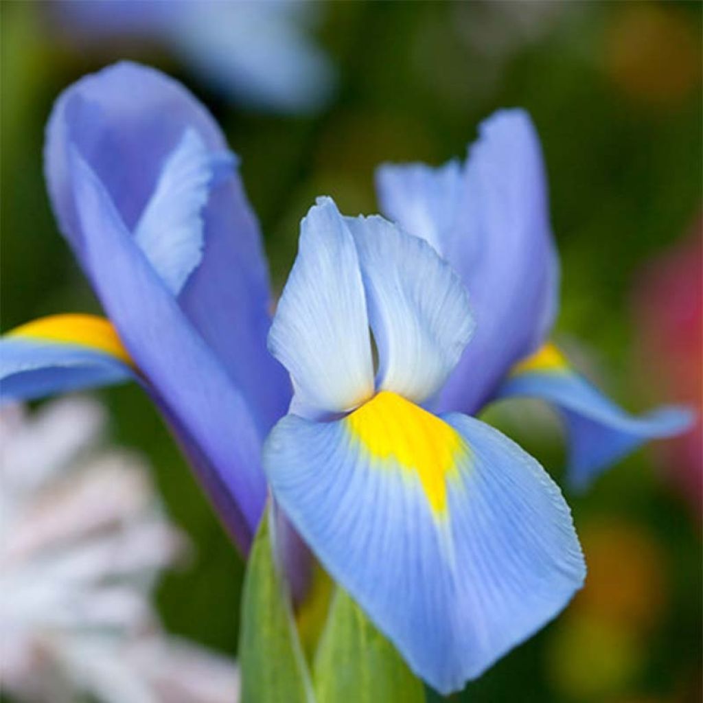 Iris hollandica Professor Blaauw - Holländische Schwertlilie