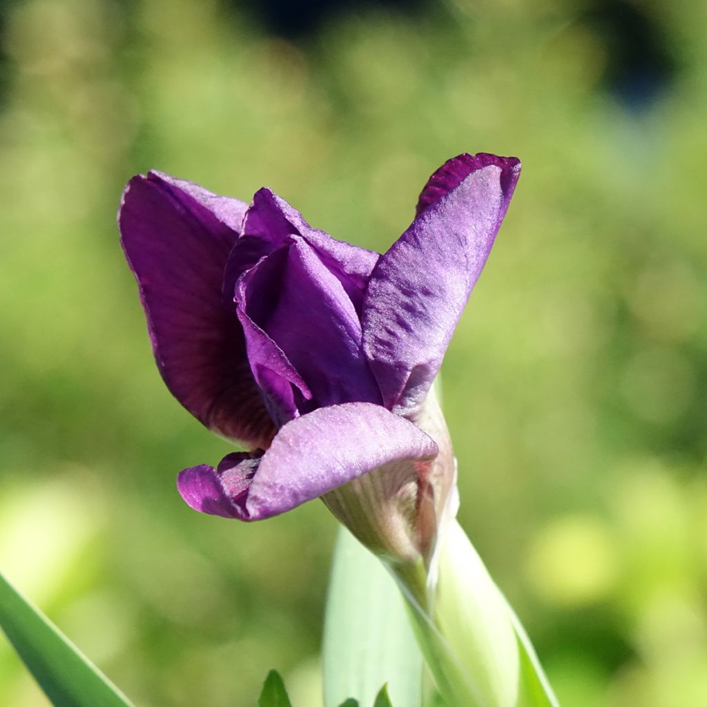 Iris Color me Rose - Schwertlilie